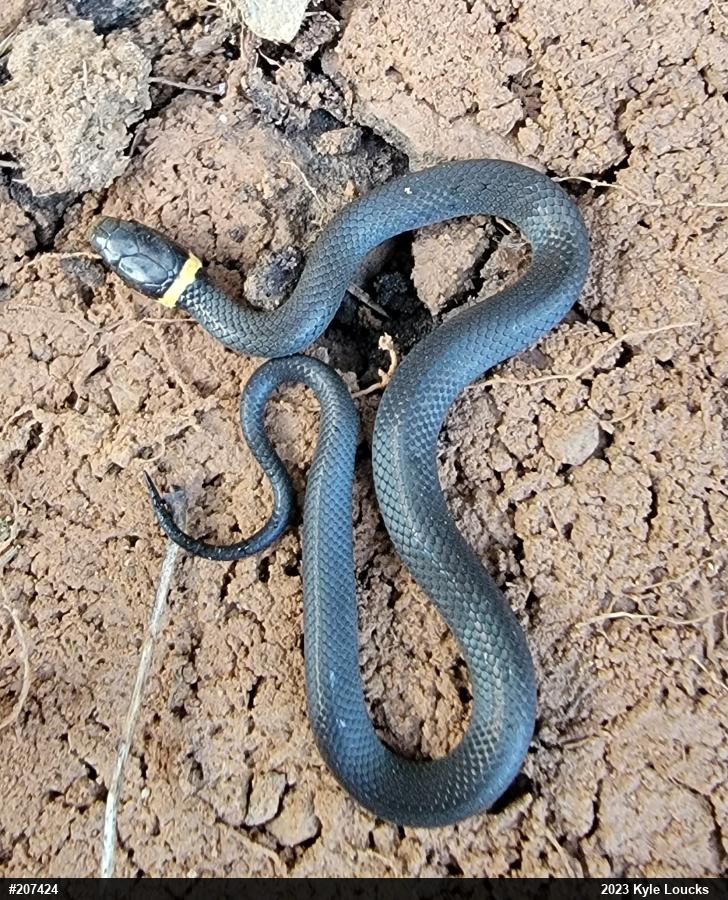 Northern Ring-necked Snake