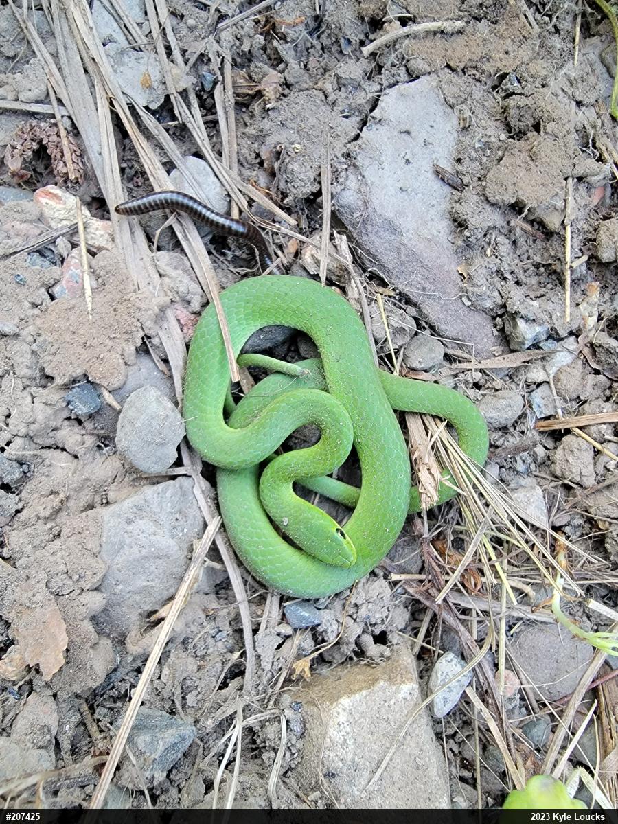 Smooth Greensnake