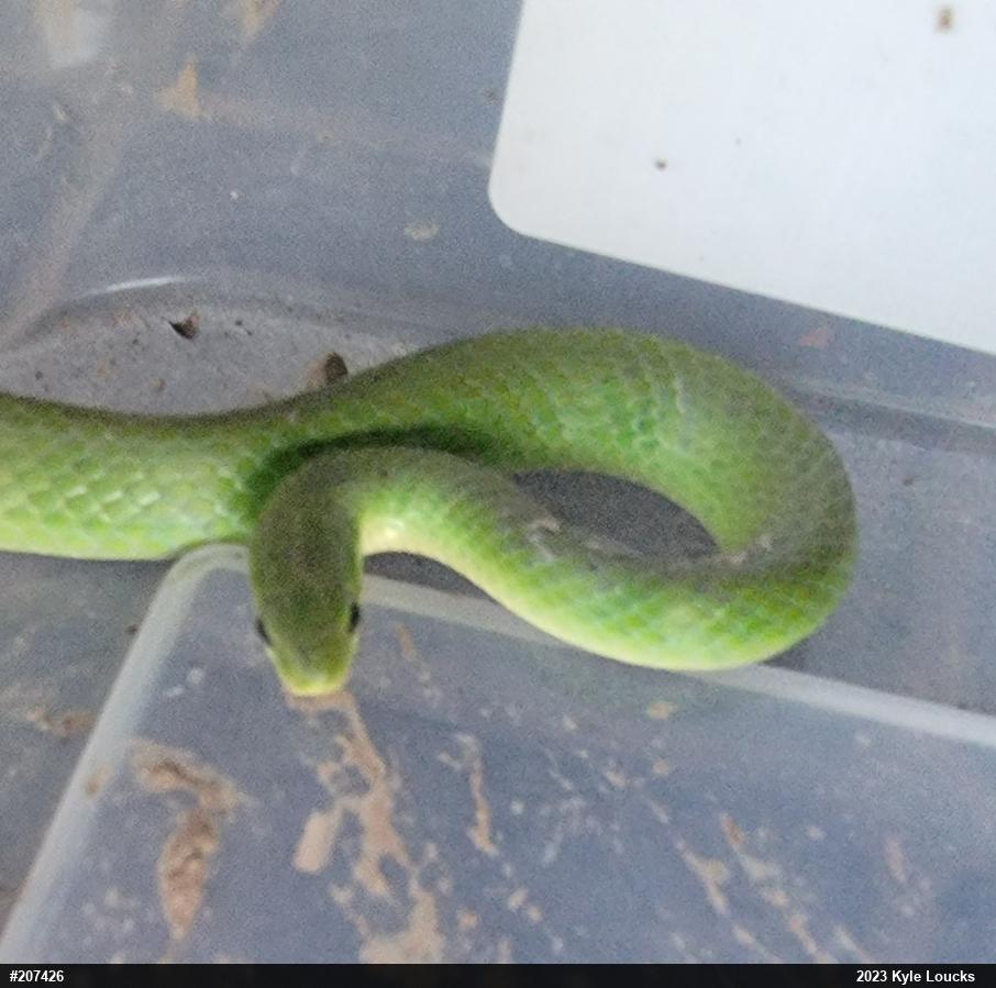 Smooth Greensnake