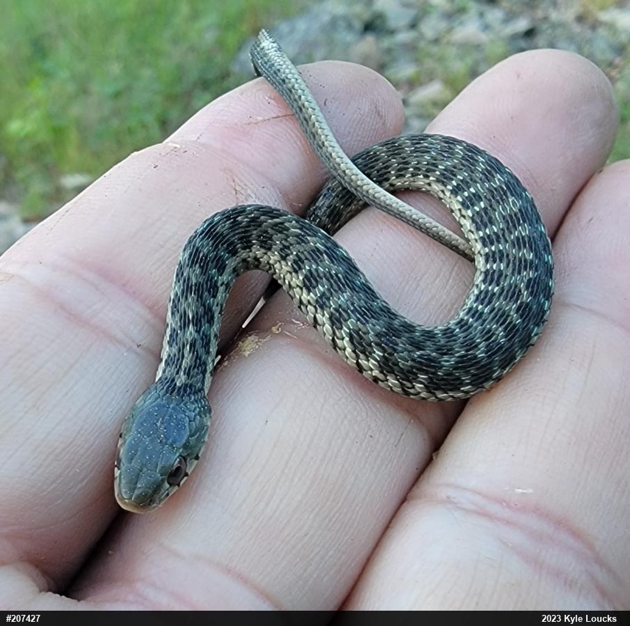 Eastern Gartersnake