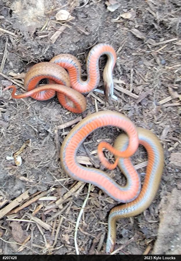 Red-bellied Snake
