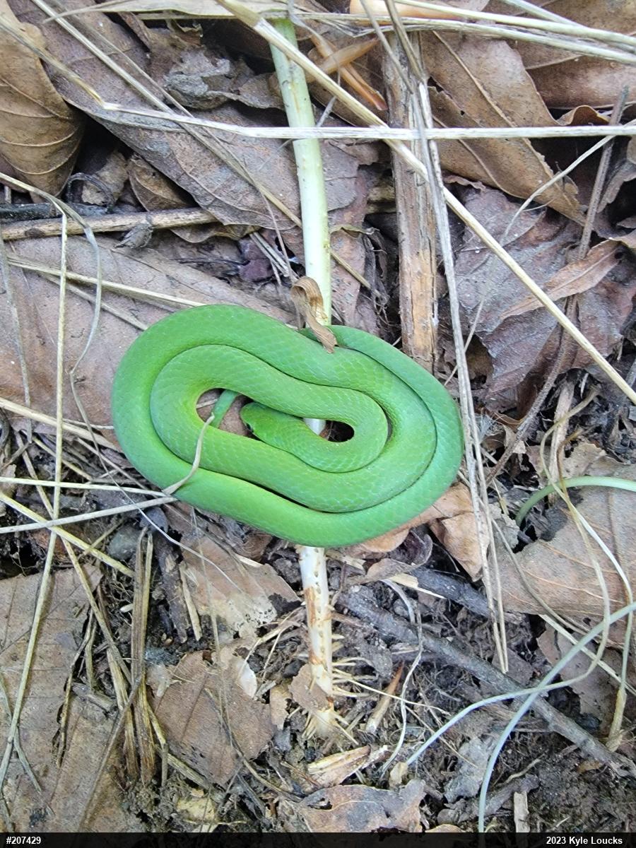 Smooth Greensnake