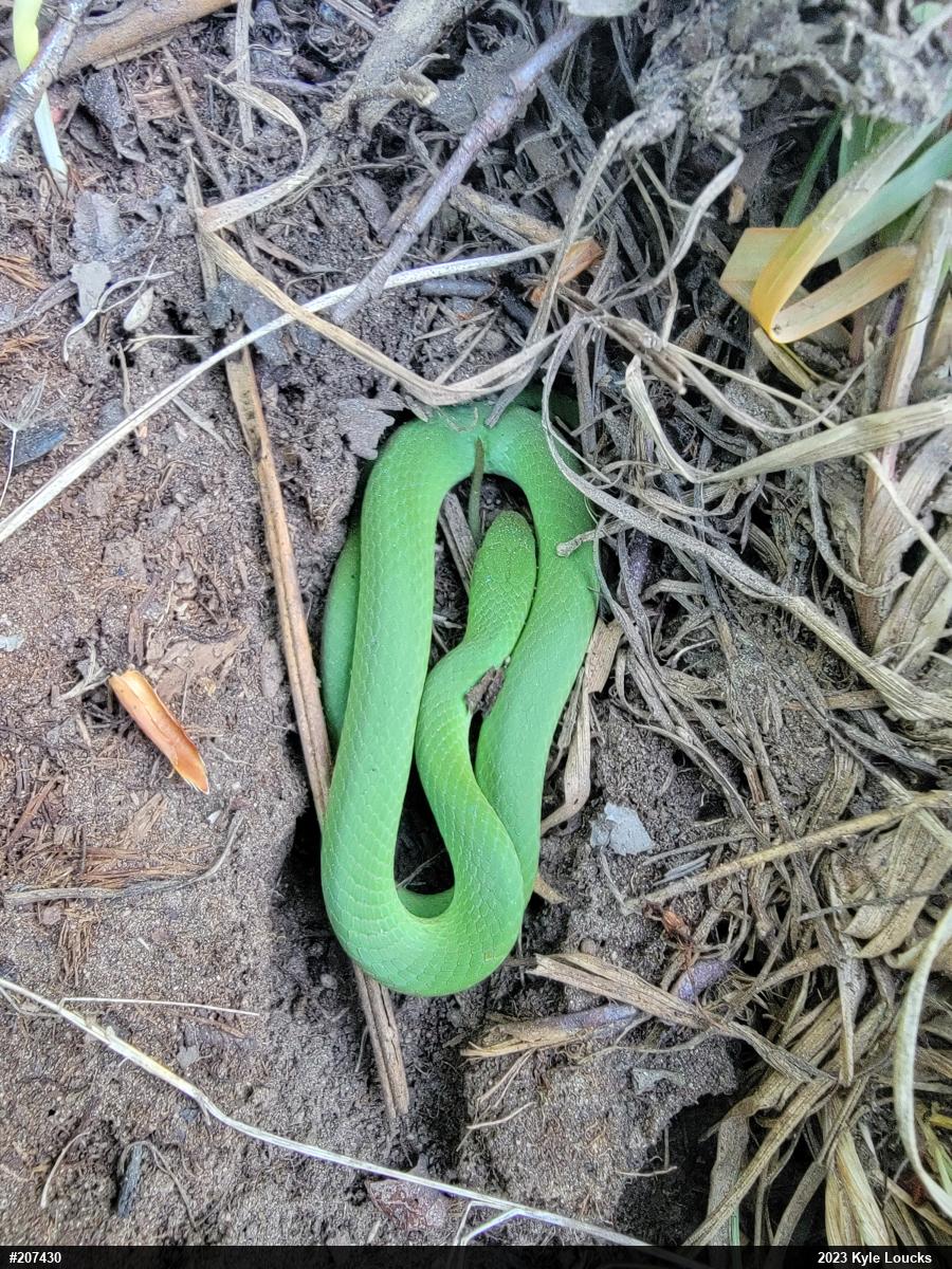 Smooth Greensnake
