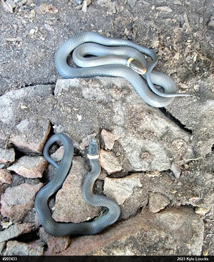 Northern Ring-necked Snake