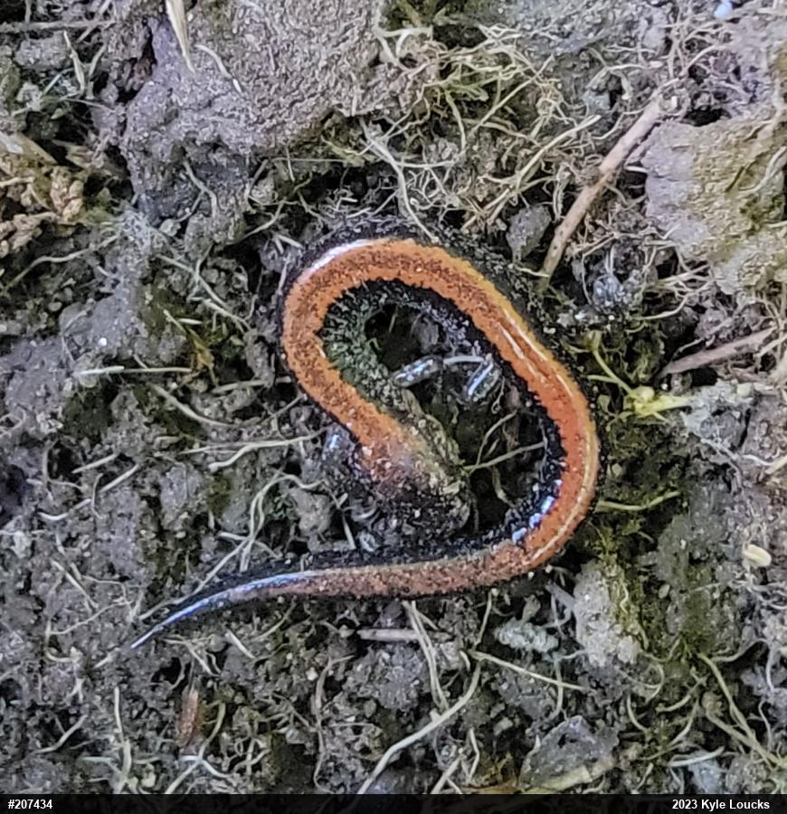 Eastern Red-backed  Salamander