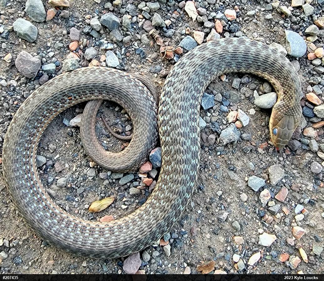 Eastern Gartersnake