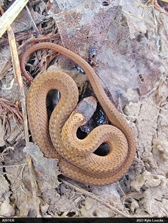 Red-bellied Snake