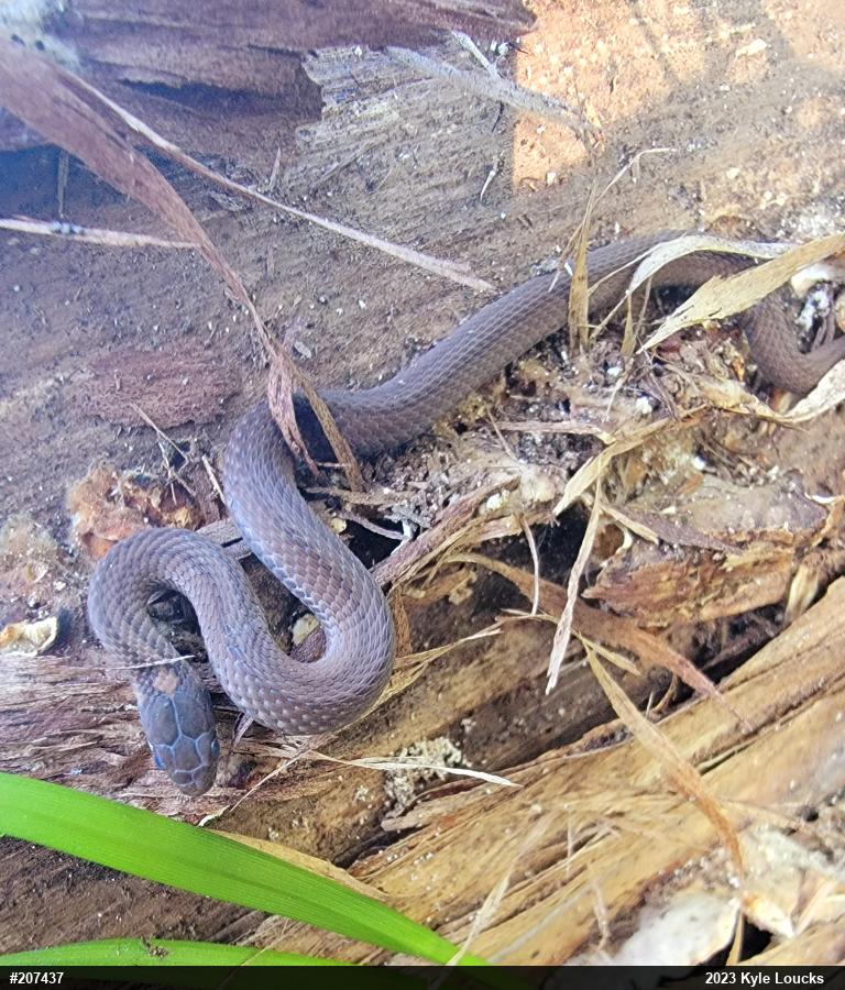 Red-bellied Snake