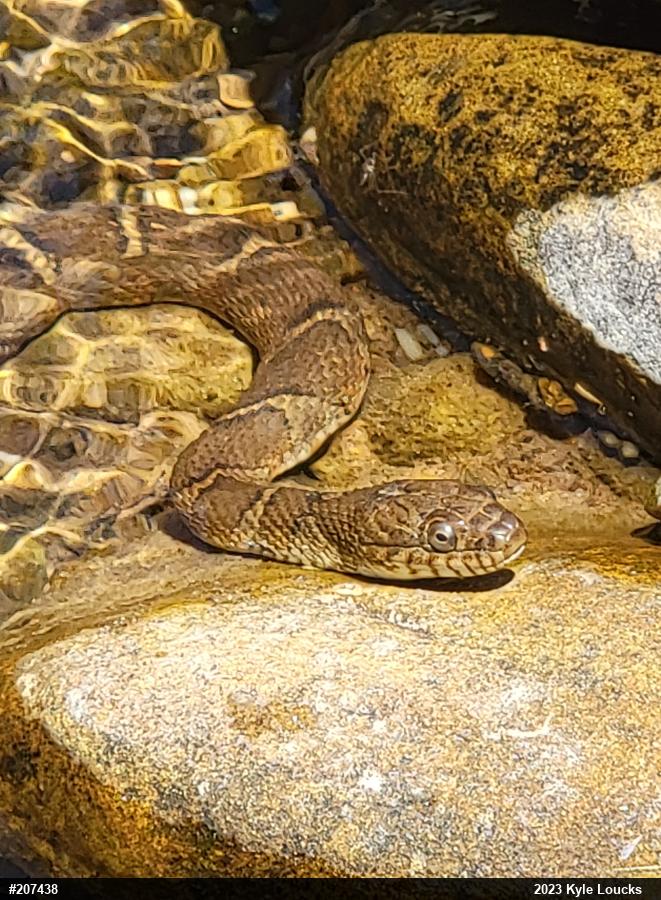 Northern Watersnake