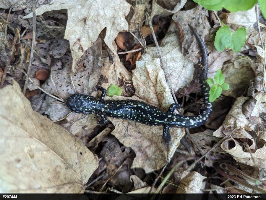 Northern Slimy Salamander