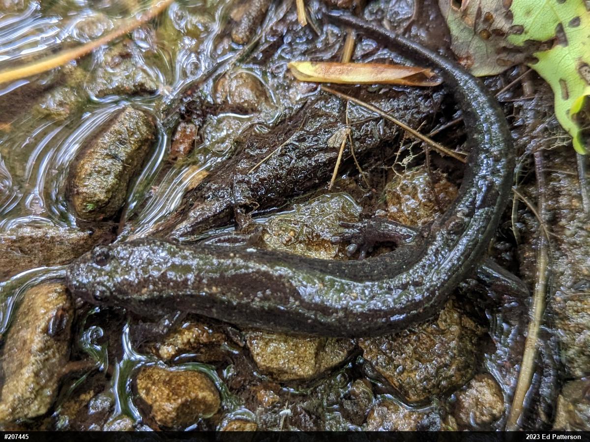 Northern Dusky Salamander