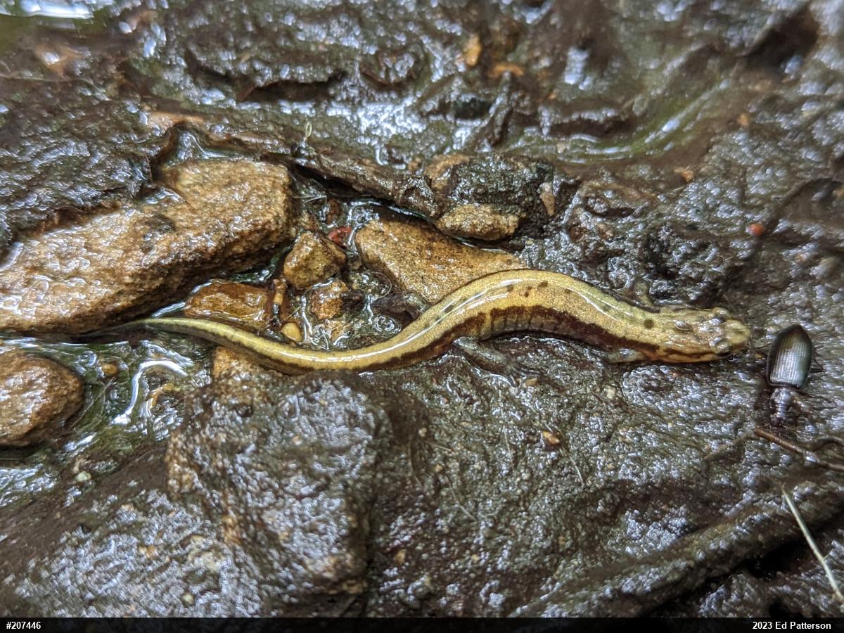 Allegheny Mountain Dusky Salamander