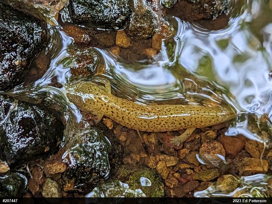 Northern Red Salamander