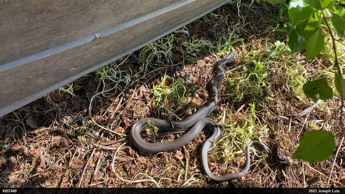Northern Black Racer