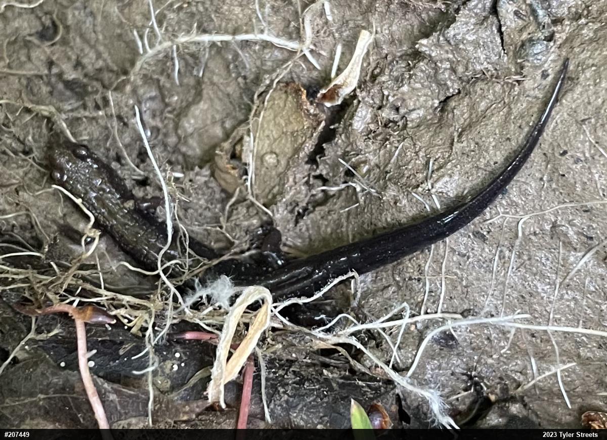Allegheny Mountain Dusky Salamander