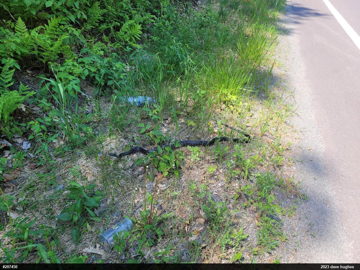 Eastern Ratsnake