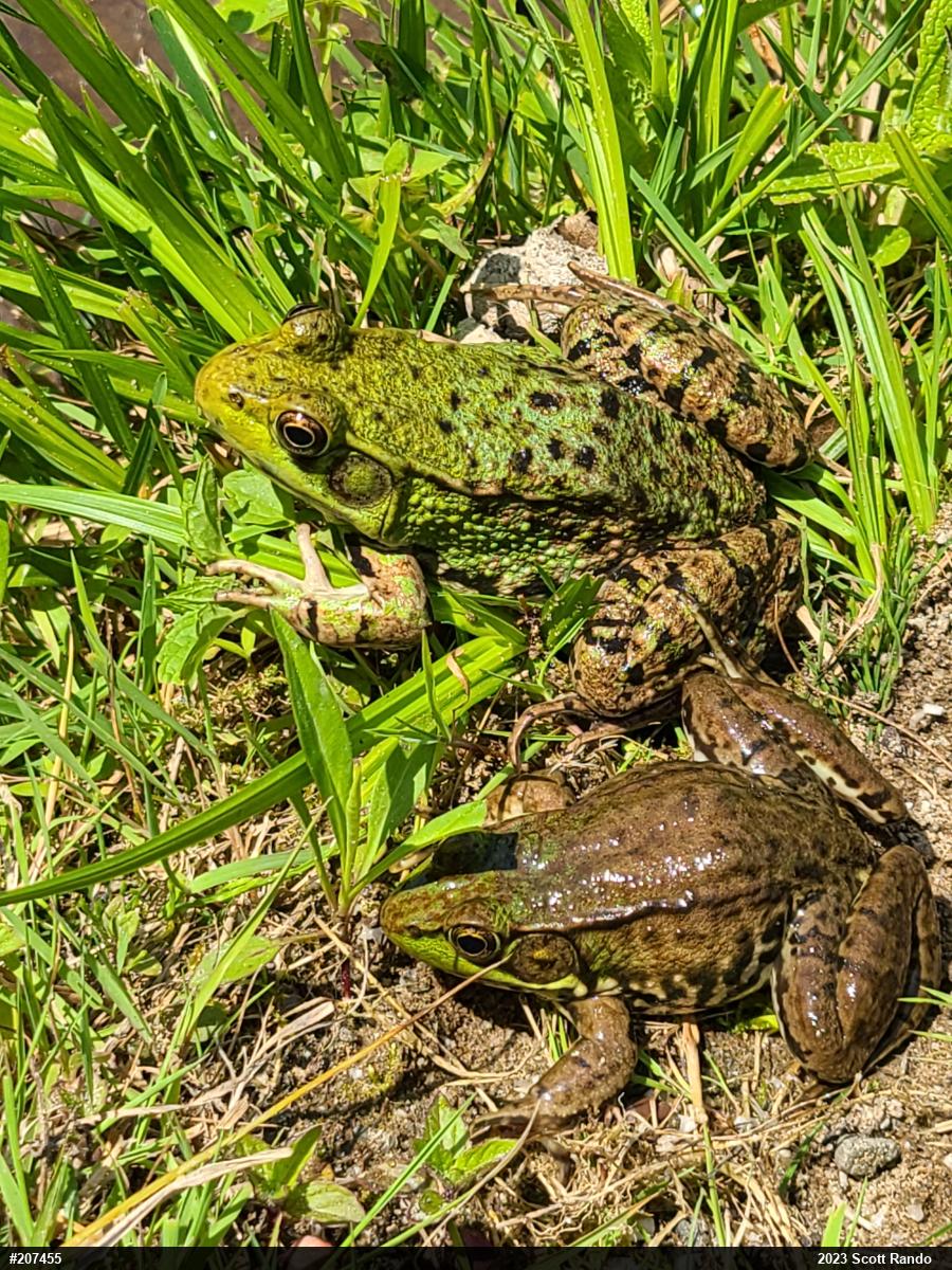 Green Frog