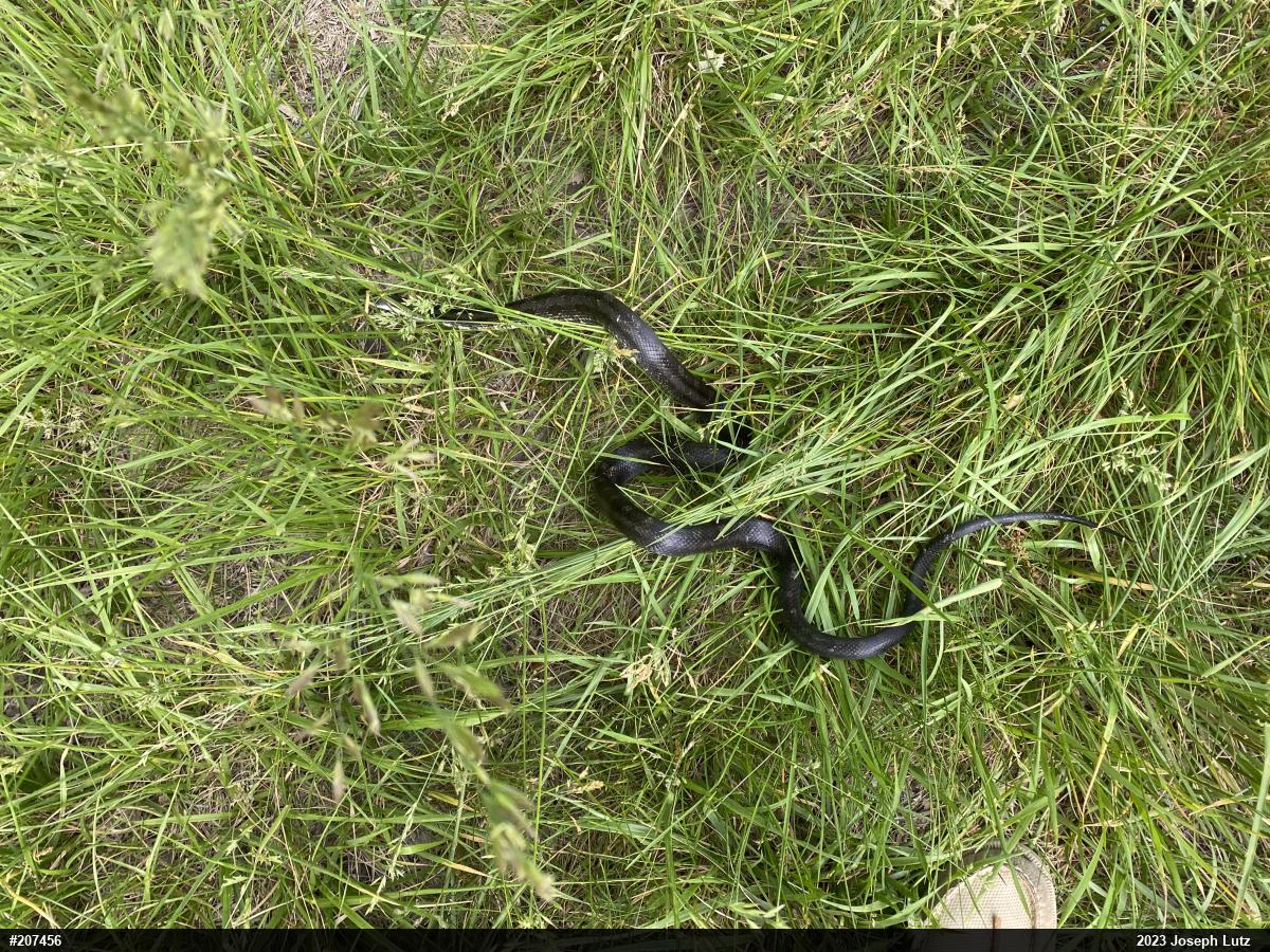 Eastern Ratsnake
