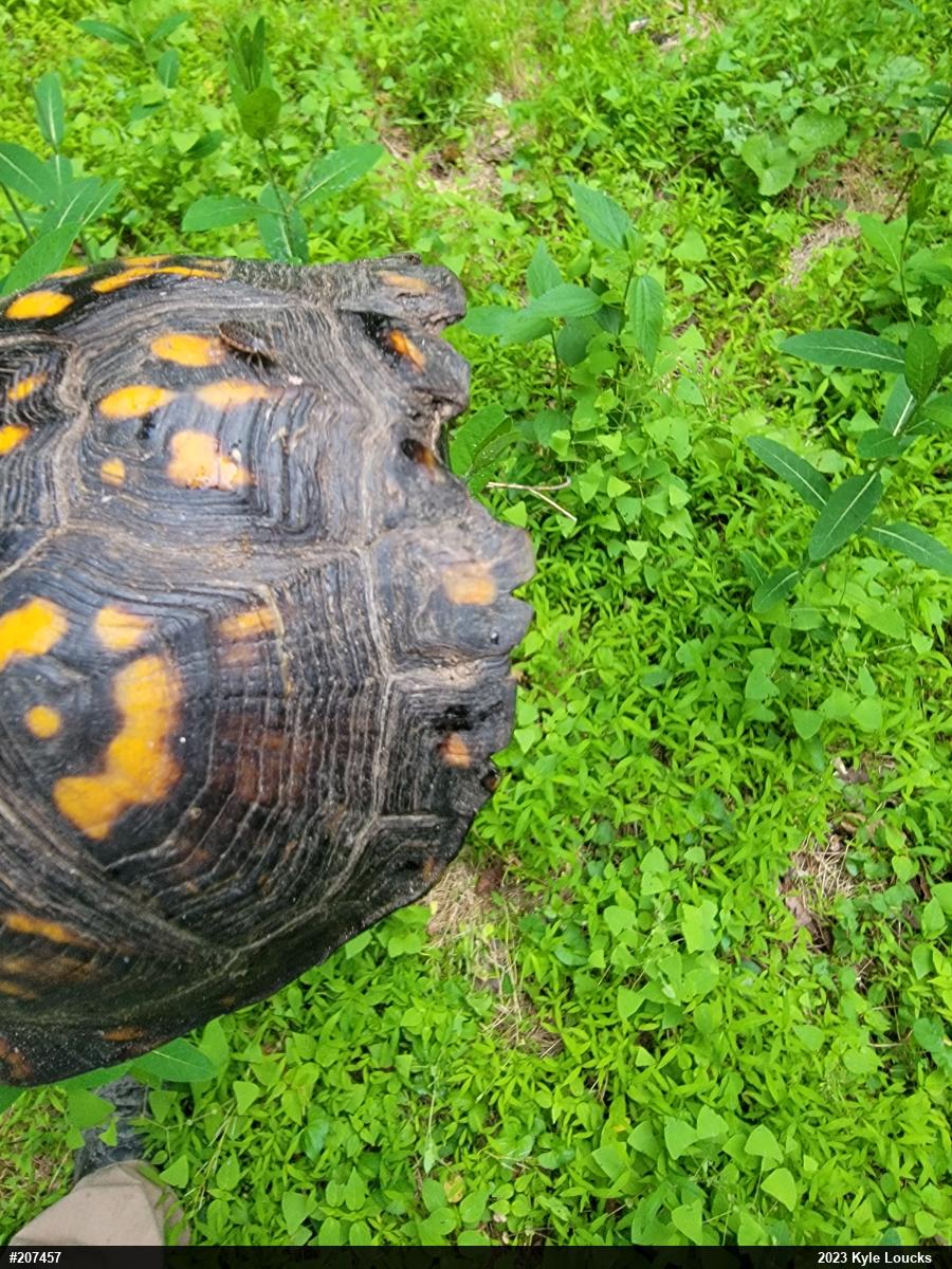Eastern Box Turtle