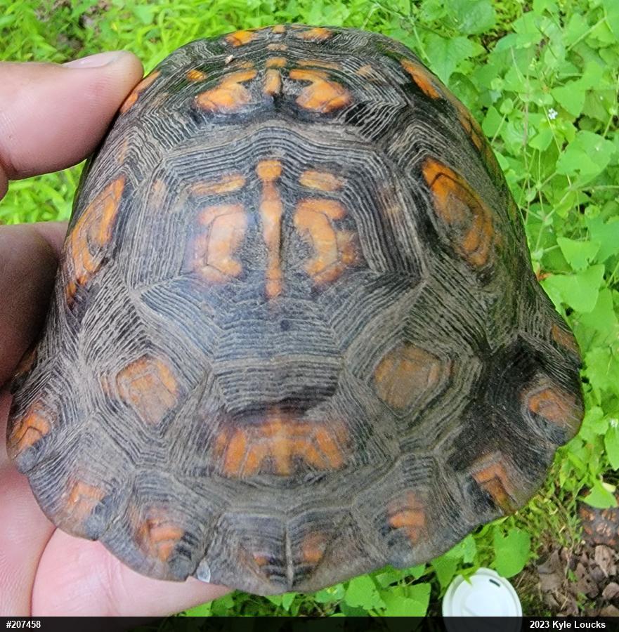 Eastern Box Turtle