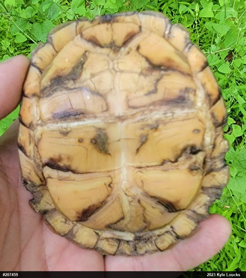 Eastern Box Turtle