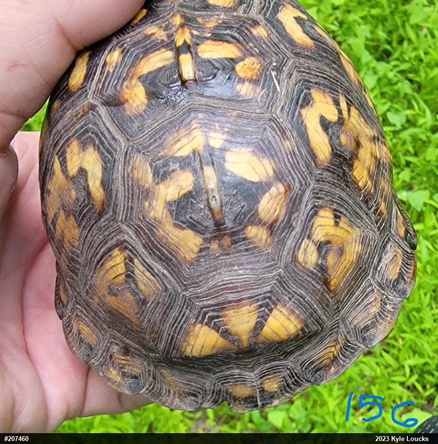 Eastern Box Turtle