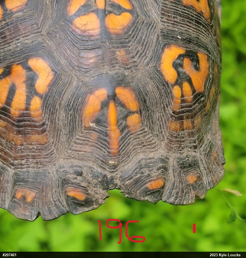 Eastern Box Turtle