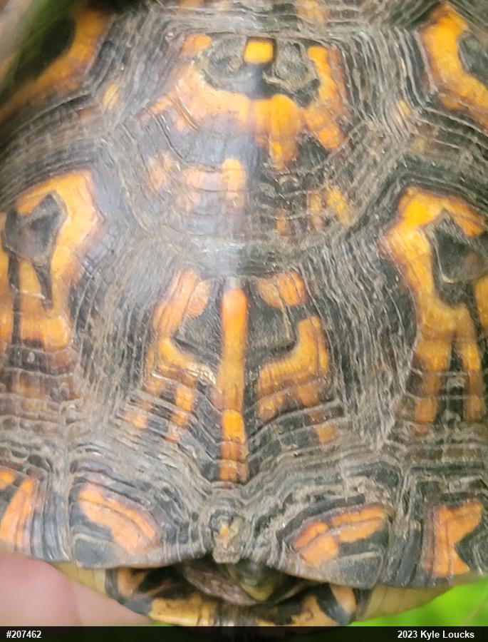 Eastern Box Turtle