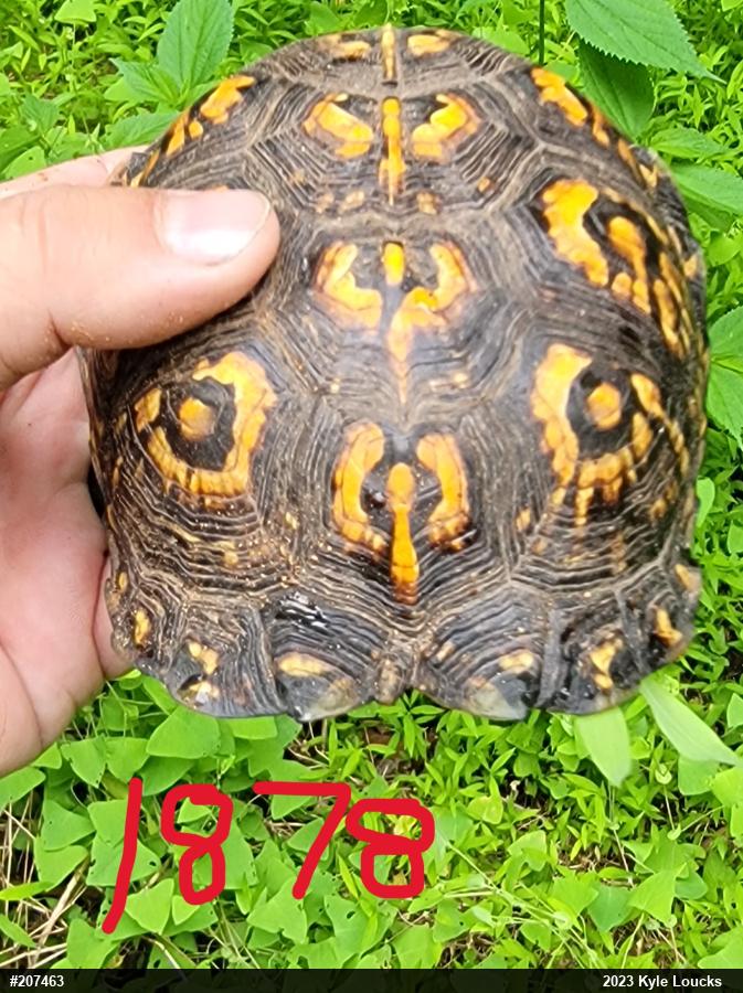 Eastern Box Turtle