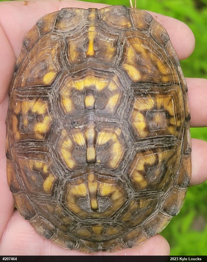 Eastern Box Turtle