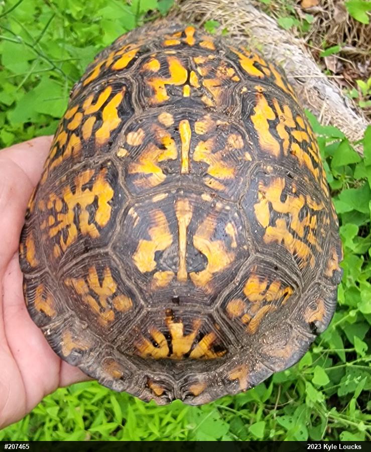 Eastern Box Turtle