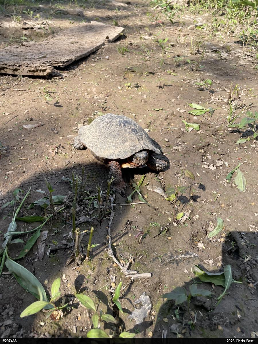 Wood Turtle
