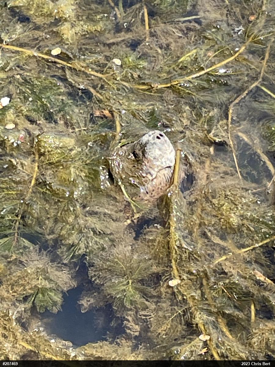 Snapping Turtle