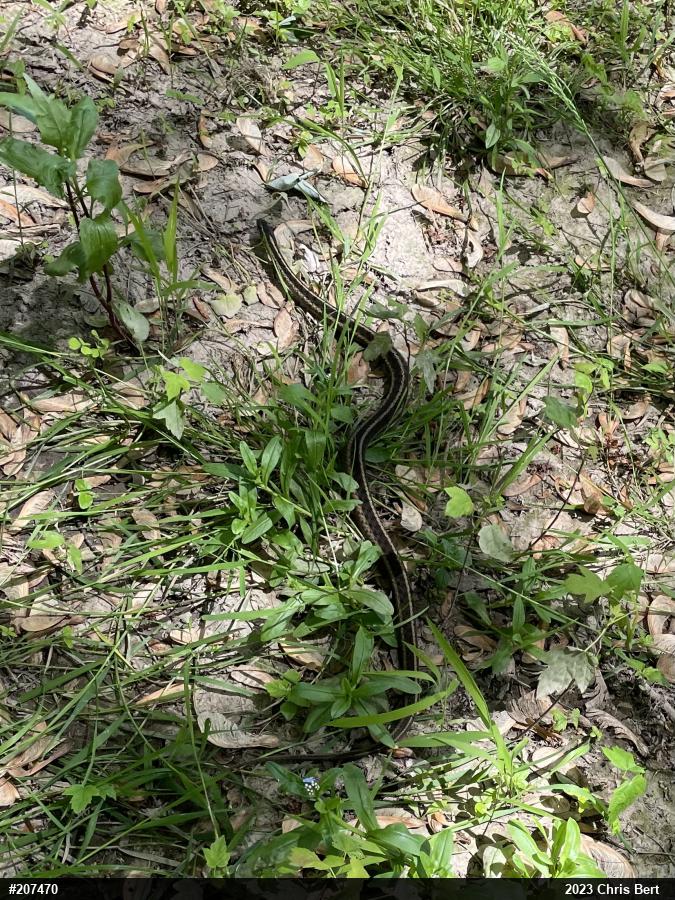 Eastern Gartersnake