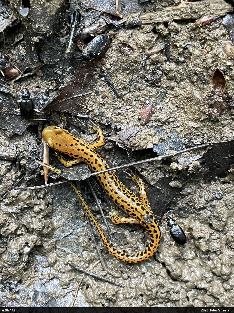 Eastern Long-tailed Salamander