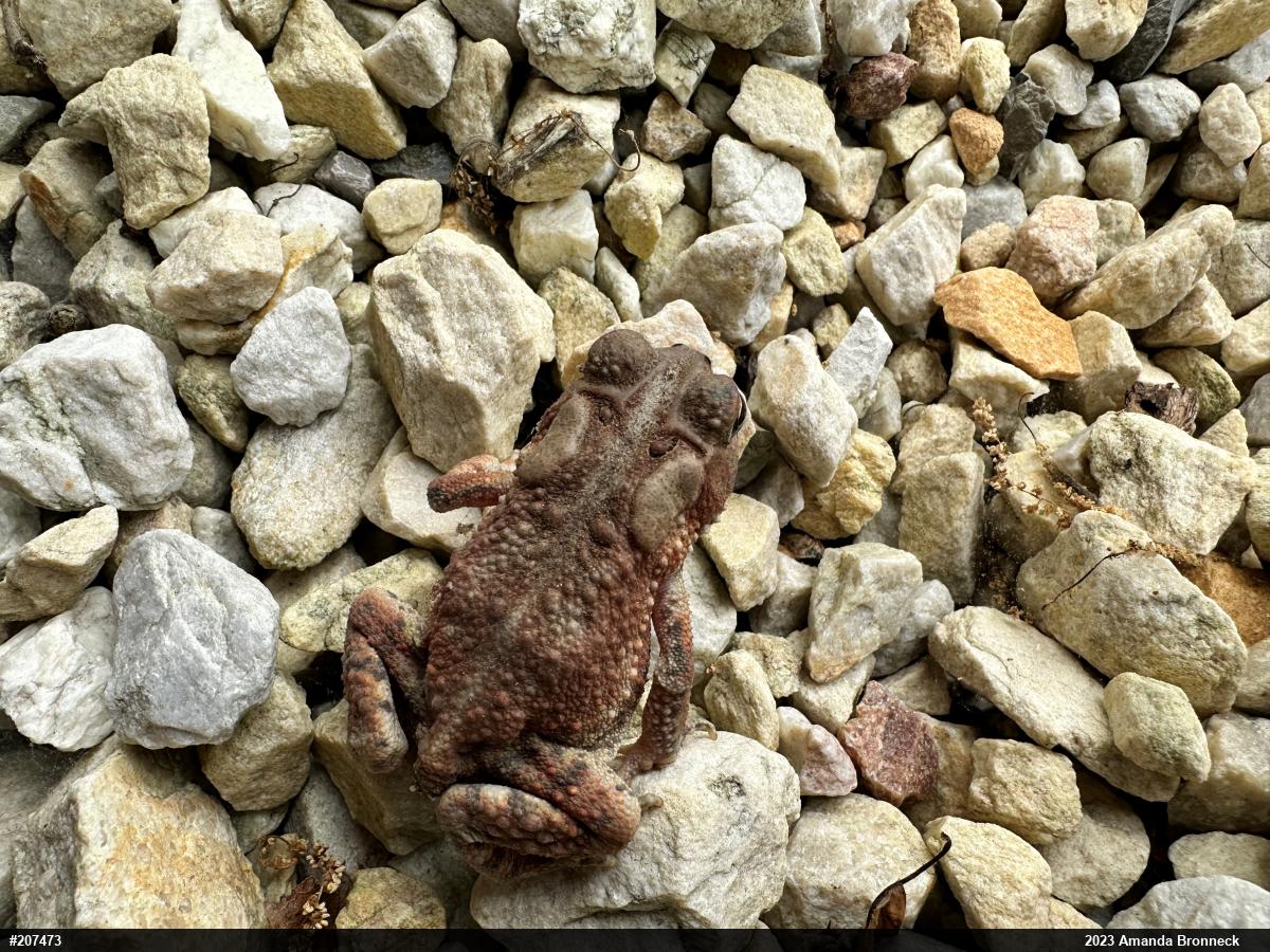 Eastern American Toad