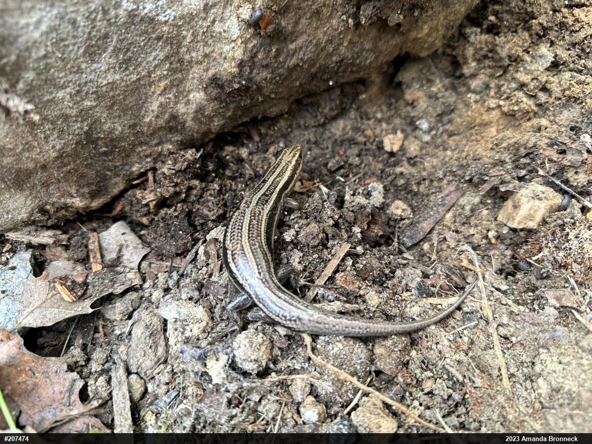 Common Five-lined Skink