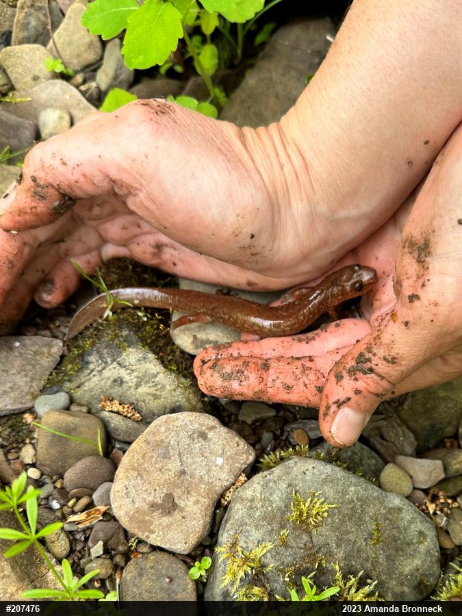 Northern Spring Salamander
