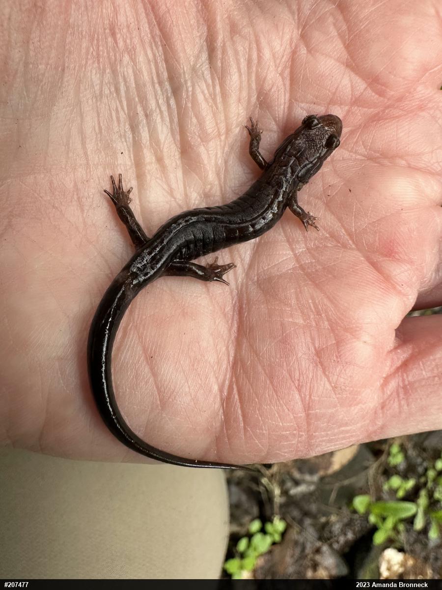 Allegheny Mountain Dusky Salamander
