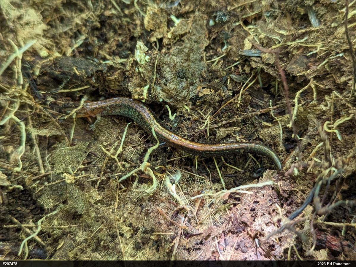 Eastern Red-backed  Salamander