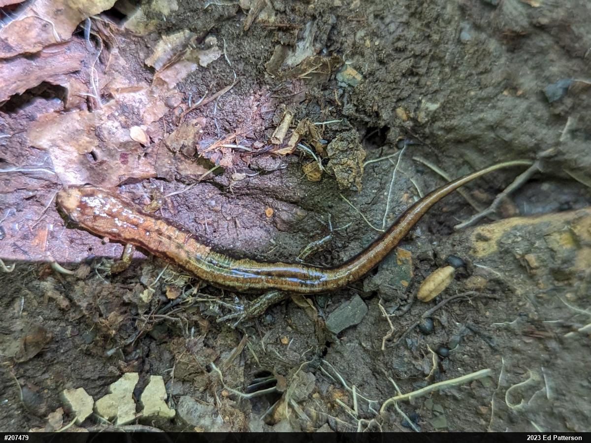 Allegheny Mountain Dusky Salamander