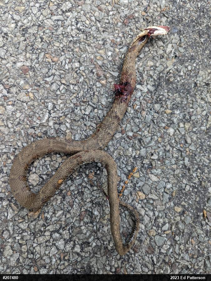 Northern Watersnake