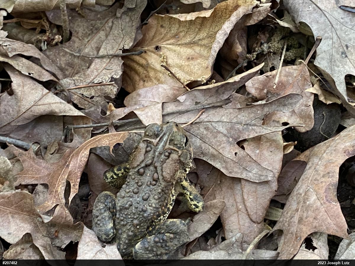 Eastern American Toad