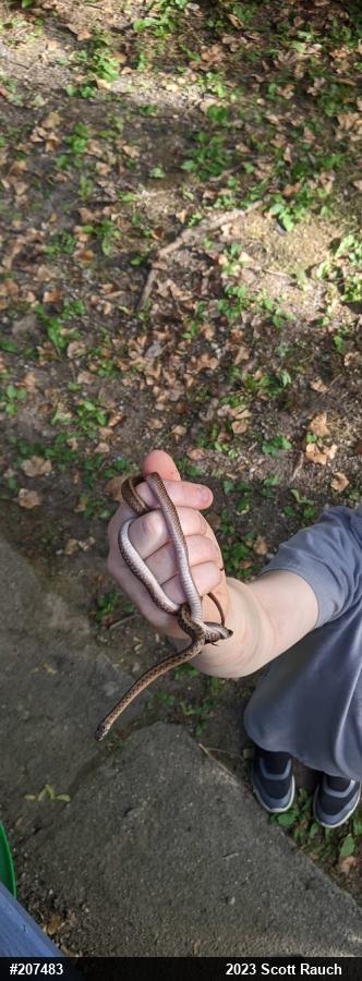 Dekay's Brownsnake
