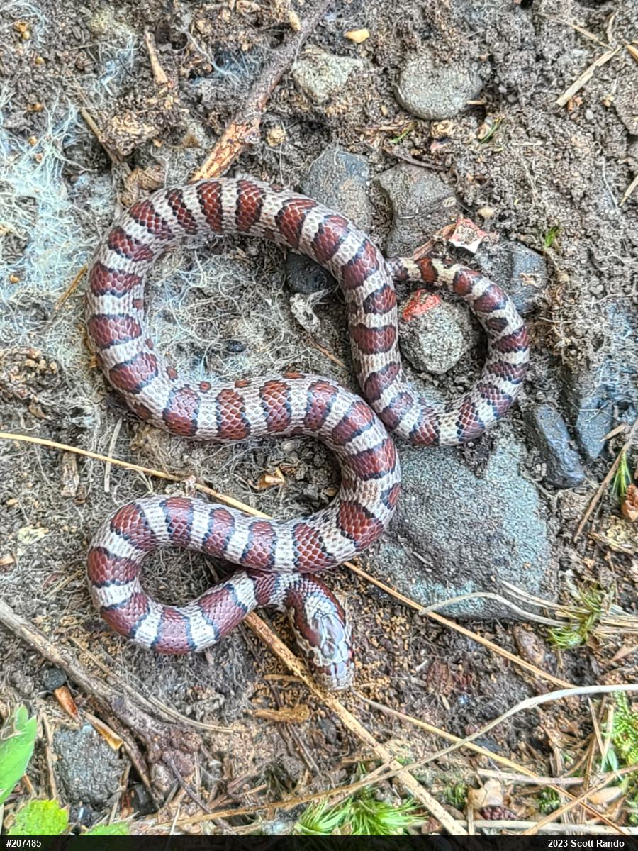 Eastern Milksnake