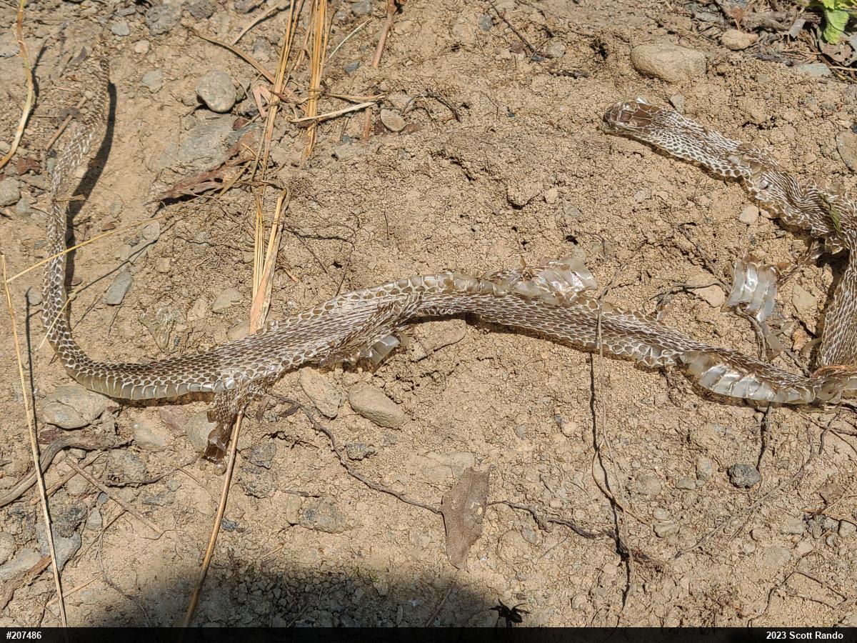 Eastern Gartersnake