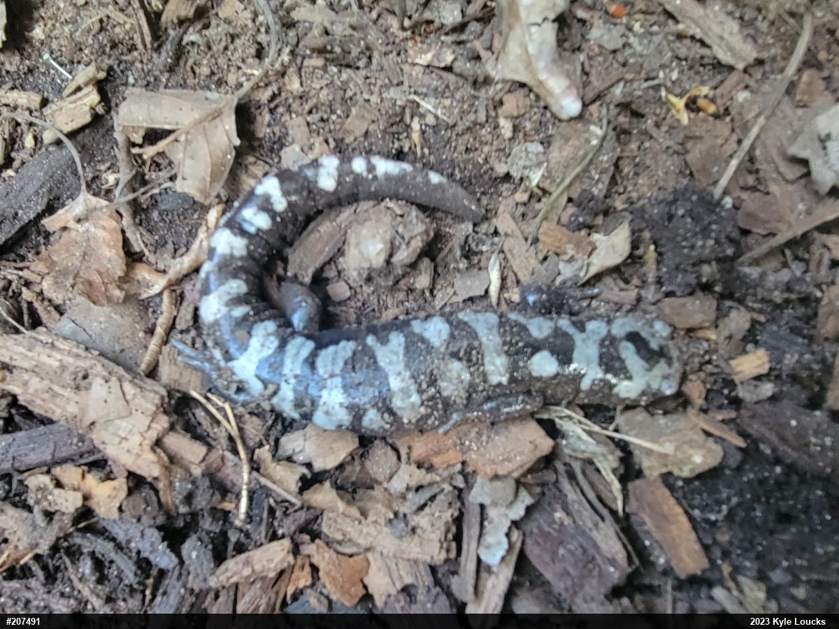 Marbled Salamander