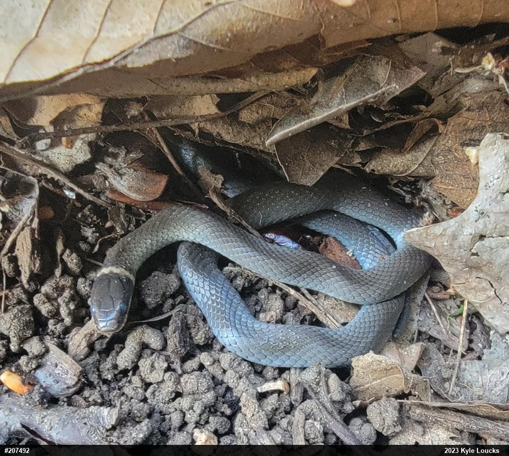 Northern Ring-necked Snake