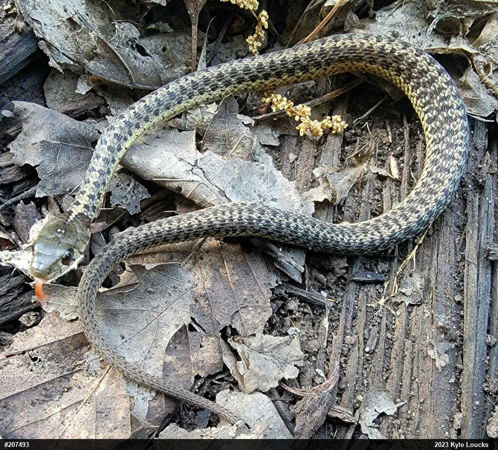 Eastern Gartersnake