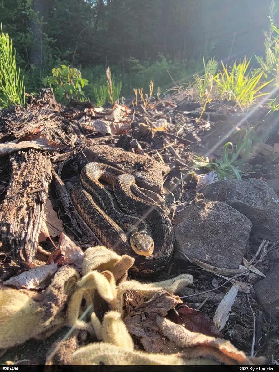 Eastern Gartersnake